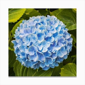 Hydrangea Canvas Print