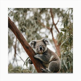 Koala Canvas Print