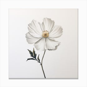 White Anemone Canvas Print