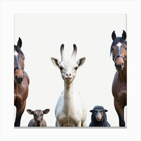 Group Of Horses And Goats 5 Canvas Print