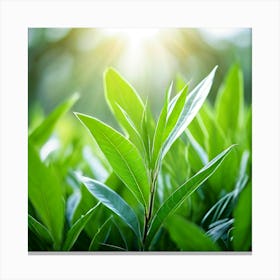 Ecology Plant Green Nature Garden Flora Fresh Leaf Summer Natural Environment Spring Gra (6) Canvas Print