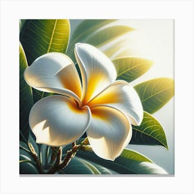 Frangipani Flower 4 Canvas Print
