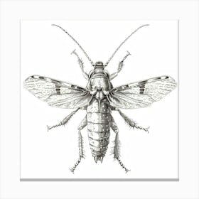 Cockroach 1 Canvas Print