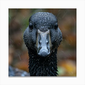 Black Geese In The Rain Canvas Print