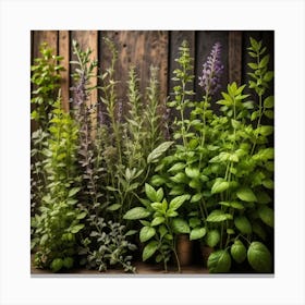 Fresh Herbs On Wooden Background Canvas Print