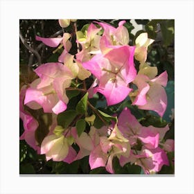 Bougainvillea  Flower Canvas Print