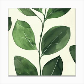 Eucalyptus 6 Canvas Print