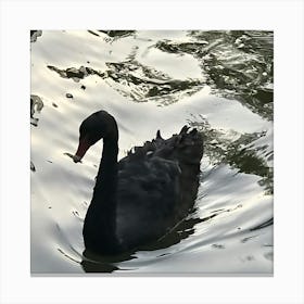 Black Swan Canvas Print