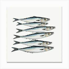 Sardines 13 Canvas Print