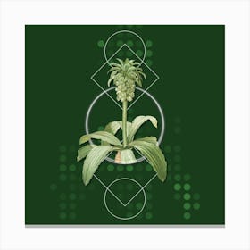 Vintage Eucomis Regia Botanical with Geometric Line Motif and Dot Pattern Canvas Print