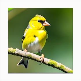 Goldfinch 3 Canvas Print