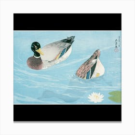 Two Ducks In Water Canvas Print