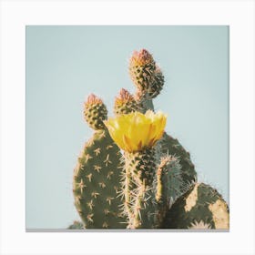 Yellow Cactus Flower Canvas Print