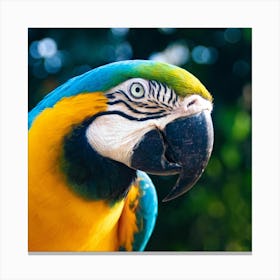 Parrot Stock Videos & Royalty-Free Footage 1 Canvas Print