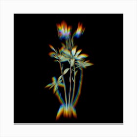 Prism Shift Lily of the Incas Botanical Illustration on Black n.0378 Canvas Print