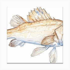 Striped Bass Canvas Print