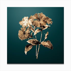 Gold Botanical Lychnis Grandiflora on Dark Teal n.4079 Canvas Print