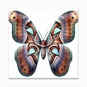 Butterfly of Attacus atlas 2 Canvas Print