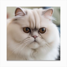 Persian Cat Canvas Print