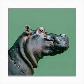 Animal Hippopotamus In The Green Room Square Version Canvas Print