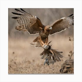 Hawk In Flight Canvas Print