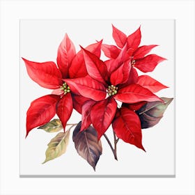 Poinsettia 18 Canvas Print