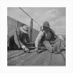 Untitled Photo, Possibly Related To Salinas, California, Weeding Seedbeds In Guayule Nursery By Russell Lee Canvas Print