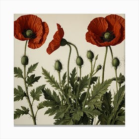 Three Red Poppies Canvas Print