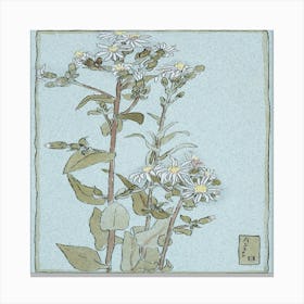 Chrysanthemums 2 Canvas Print