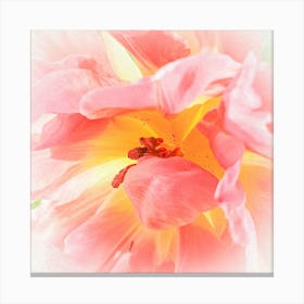 Pink Tulip Macro Canvas Print