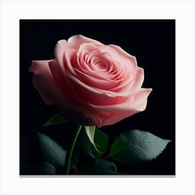 Pink Rose On Black Background Canvas Print