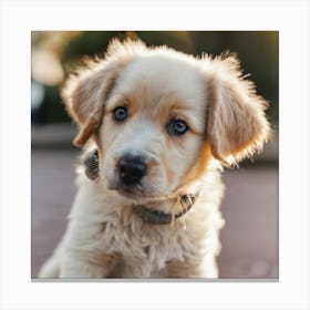 Hermoso Perro Ojos Celeste Mirando Un Bb Canvas Print