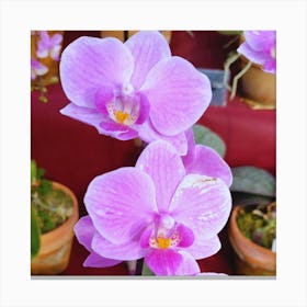 Orchids 30 Canvas Print