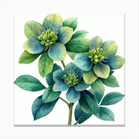 Blue Hellebore 5 Lienzo