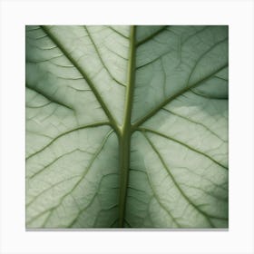 Close Up View Of The Veins And Structure Of A Large Green Leaf Canvas Print