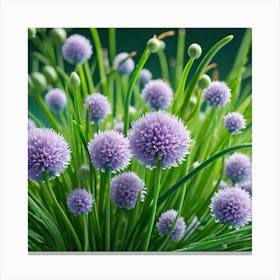 Chives 12 Canvas Print