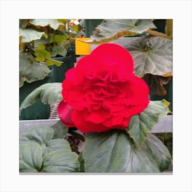 Begonia 31 Canvas Print