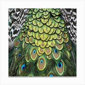 Peacock Feathers Peacock Bird Canvas Print