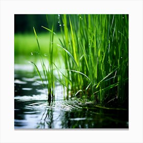 Grass Plant Reed Green Background Nature Closeup Garden Flora Growth Leaf Summer Spring (2) Canvas Print