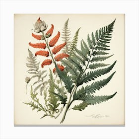 Painted Fern Wildflower Vintage Botanical Art Print 3 Canvas Print