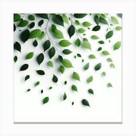 Green Leaves On A White Background Canvas Print