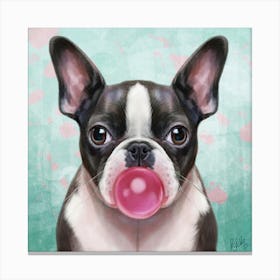Boston Terrier With Bubblegum Canvas Print