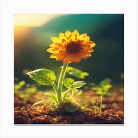 Sunflower - Sunflower Stock Videos & Royalty-Free Footage Canvas Print