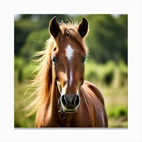 Grass Horse Mammal Animal Head Steady Offspring Beauty Riding Horse Mare Dam Cute Streng (3) Canvas Print