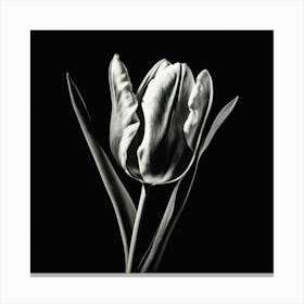 Black And White Tulip, Lighting Canvas Print