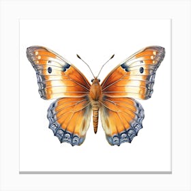 Butterfly 30 Canvas Print