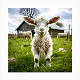 Grass Rural Green Goat Farm White Nature Field Mammal Milk Farming Farm Animal Domestic (1) Canvas Print