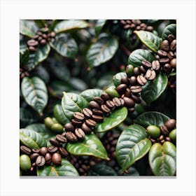 Coffee Beans 2 Canvas Print