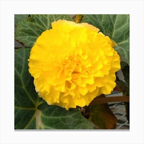 Yellow Narcissus 1 Canvas Print