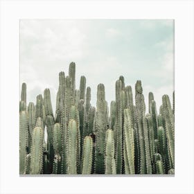 Cactus Forest Square Canvas Print